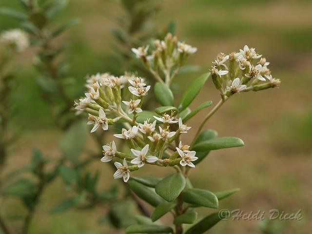 Olearia solandrii1.JPG